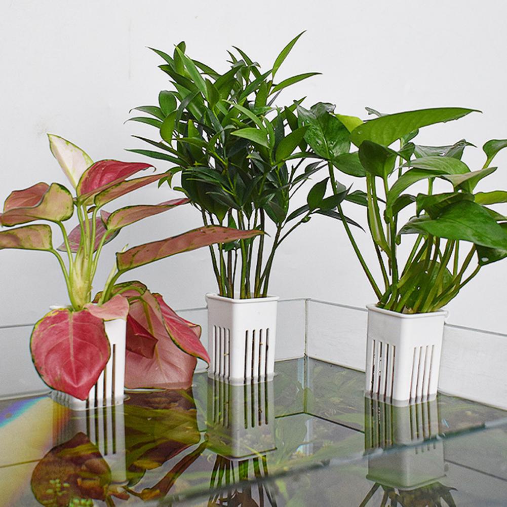Tank Plant Container Hydroponi - Aquarium Planted Wall ulasan dan harga