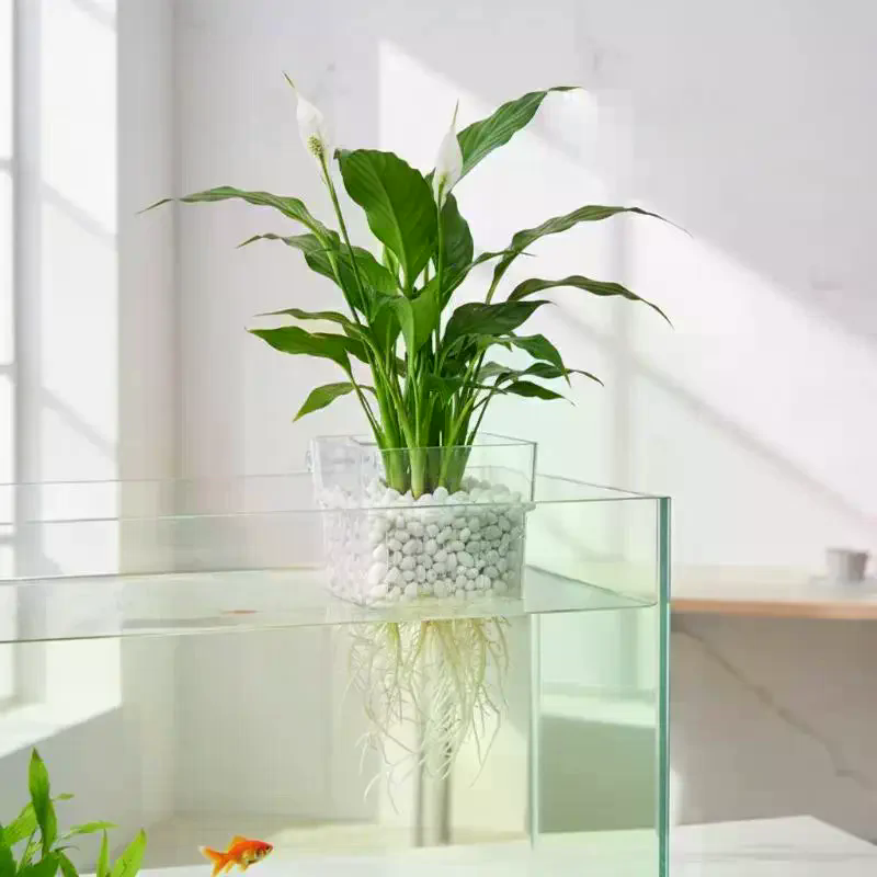 Fish Tank Aquatic Plant Cup 2  - Aquarium Plant Roots ulasan dan harga