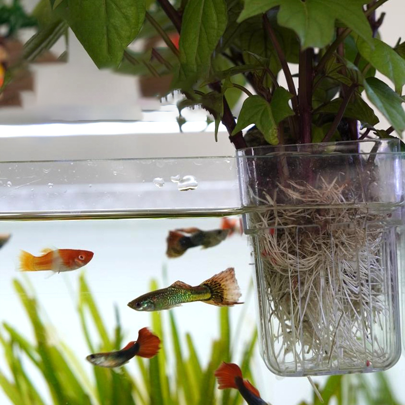 Wall-Mounted Hydroponic Planti - Aquarium Planted Wall ulasan dan harga