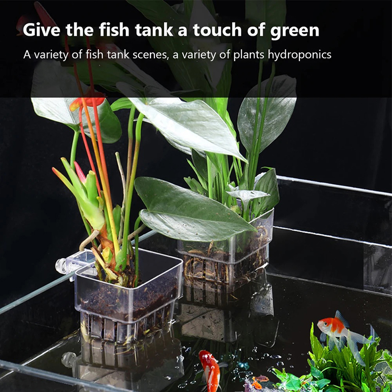 New【Hanging Aquarium Planter C - Aquarium Planted Wall ulasan dan harga