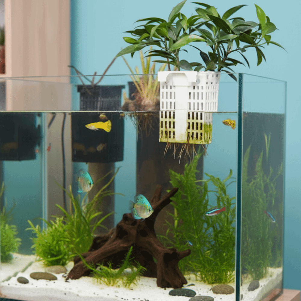 Wall Hanging Aquatic Plant Hol - Aquarium Planted Wall ulasan dan harga
