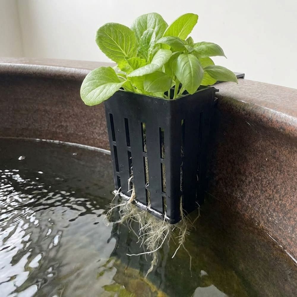 Wall-Mounted Aquarium Plant Ba - Aquarium Planted Wall ulasan dan harga
