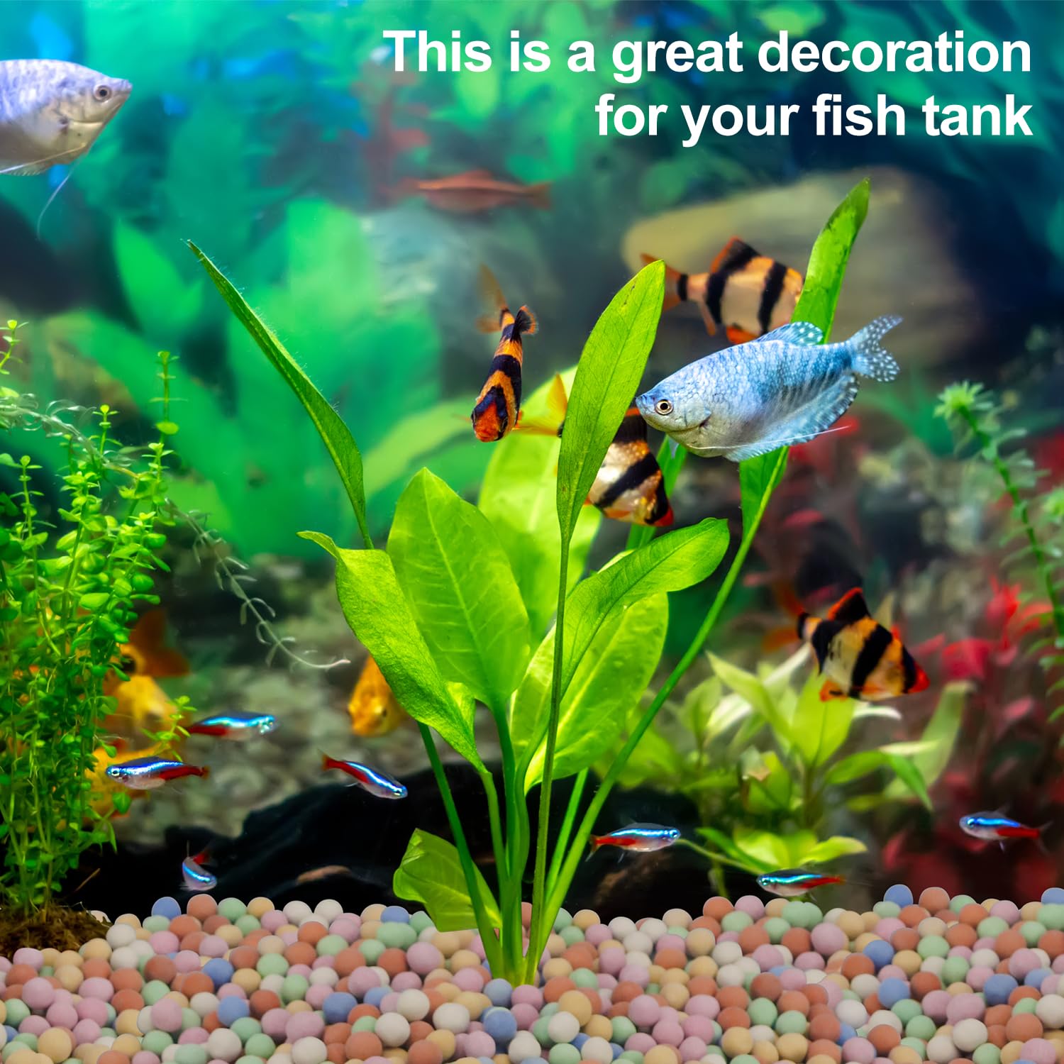 Hydroponic Plant Decorative Co - Aquasoil Substrate ulasan dan harga