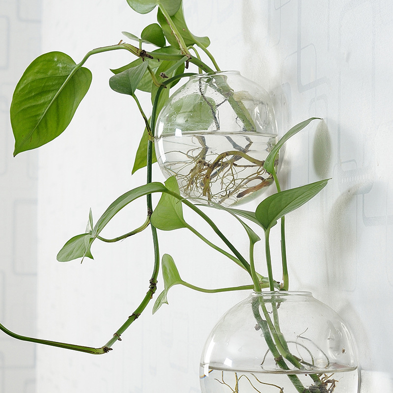 Wall Hanging Acrylic Fish Bowl - Aquarium Planted Wall ulasan dan harga