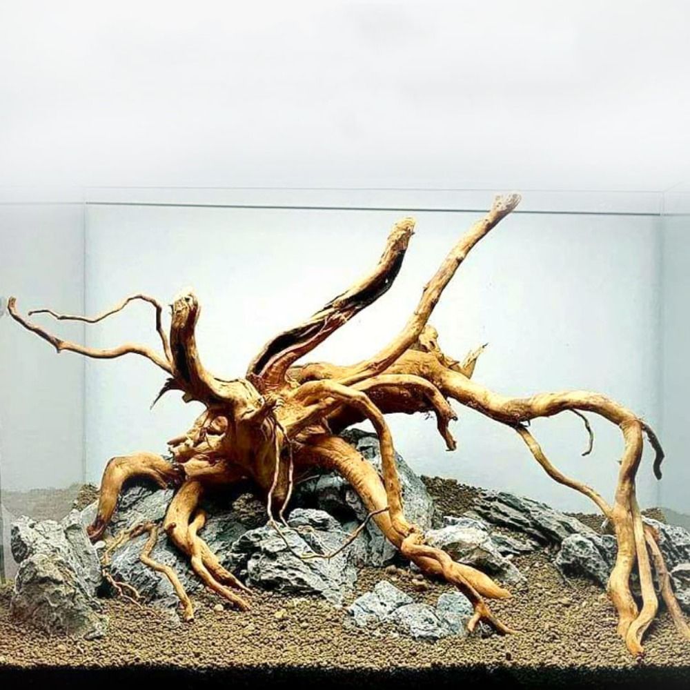Natural Tree Trunk Aquarium De - Aquarium Plant Roots ulasan dan harga