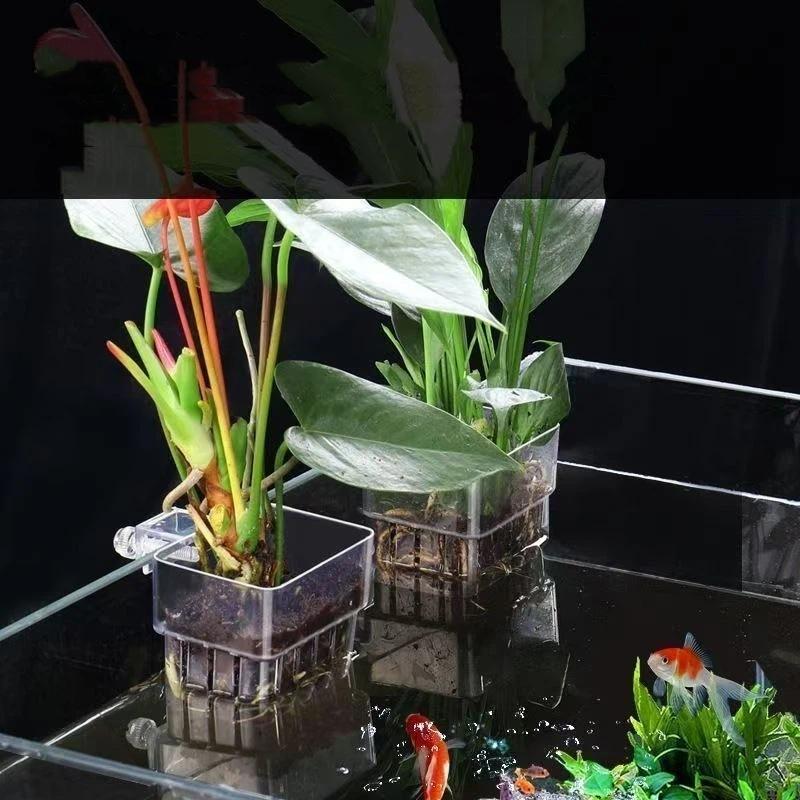 Clear Hangable Aquarium Plant  - Aquarium Plant Easy To Grow ulasan dan harga