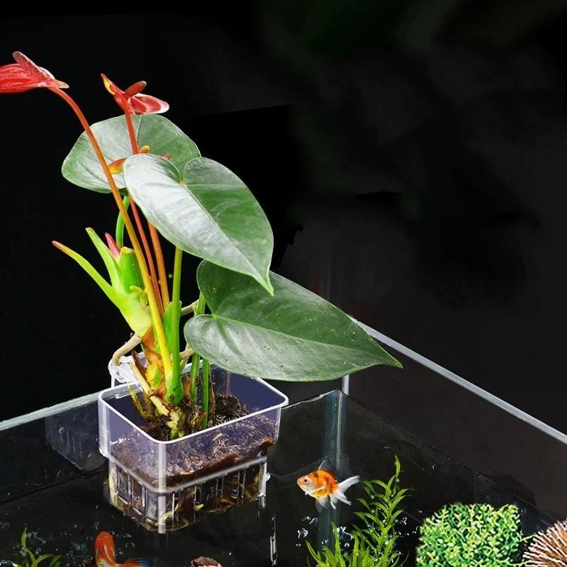 Clear Hangable Aquarium Plant  - Aquarium Plant Easy To Grow ulasan dan harga