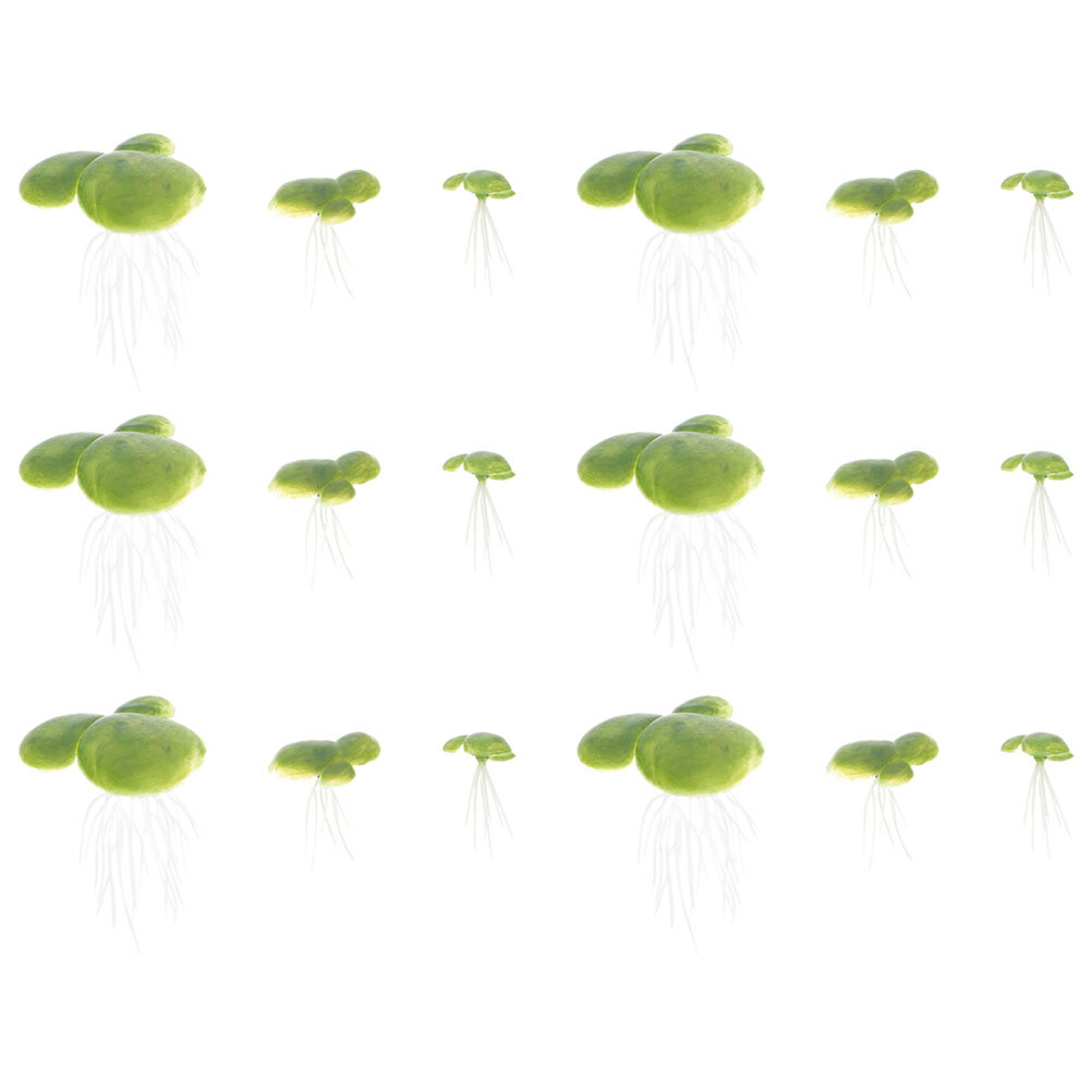 Aquarium Plants Freshwater Beg - Planted Aquarium For Beginners ulasan dan harga