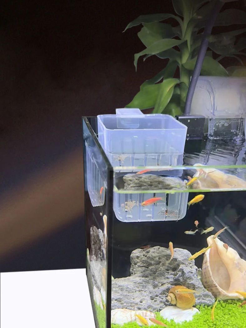 Aquarium Transparent Hydroponi - Aquarium Planted Wall ulasan dan harga
