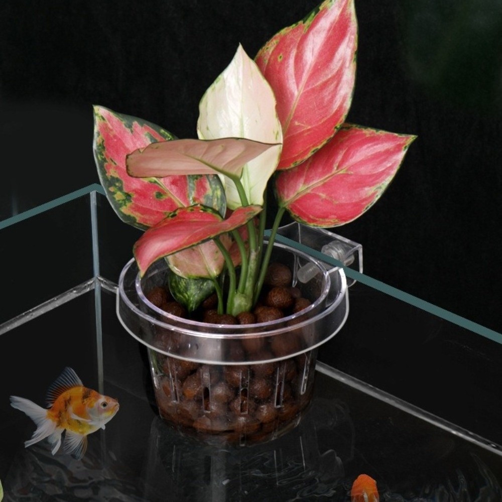 Transparent Fish Tank Grass Cu - Aquarium Planted Wall ulasan dan harga