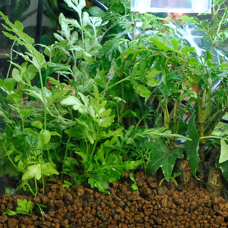 WAJABABY Akadama Soil - Natura - Aquasoil Substrate ulasan dan harga